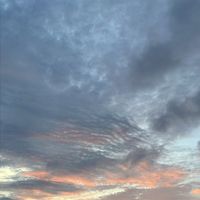 rino_eye