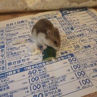 puraimunit703
