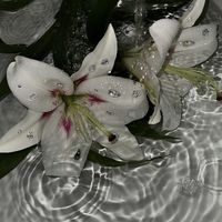 eclatlily