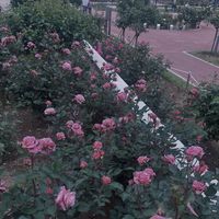 hana_na.1127