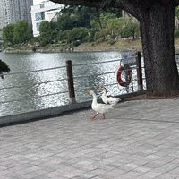 n.jp