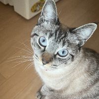 mana.18.iro