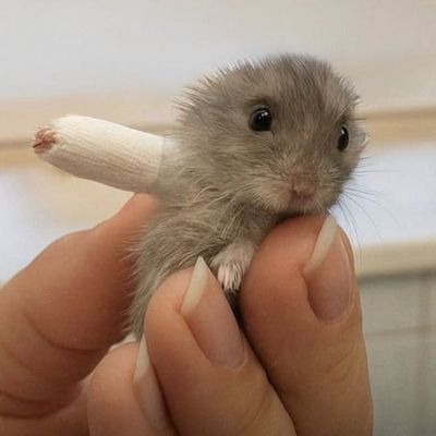 補強