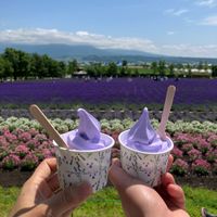 koji_hibiscus128