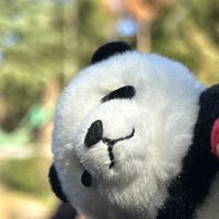 1109Saya