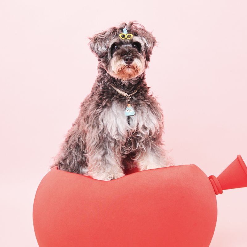 DOGMANIA PiNCH