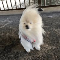 lilycha.