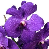 VANDA