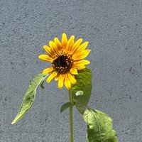 am20250808