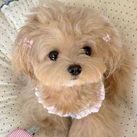 mignon_hnn