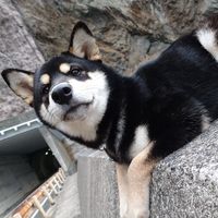 yurika_trunail