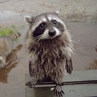 cotton_candy_raccoon