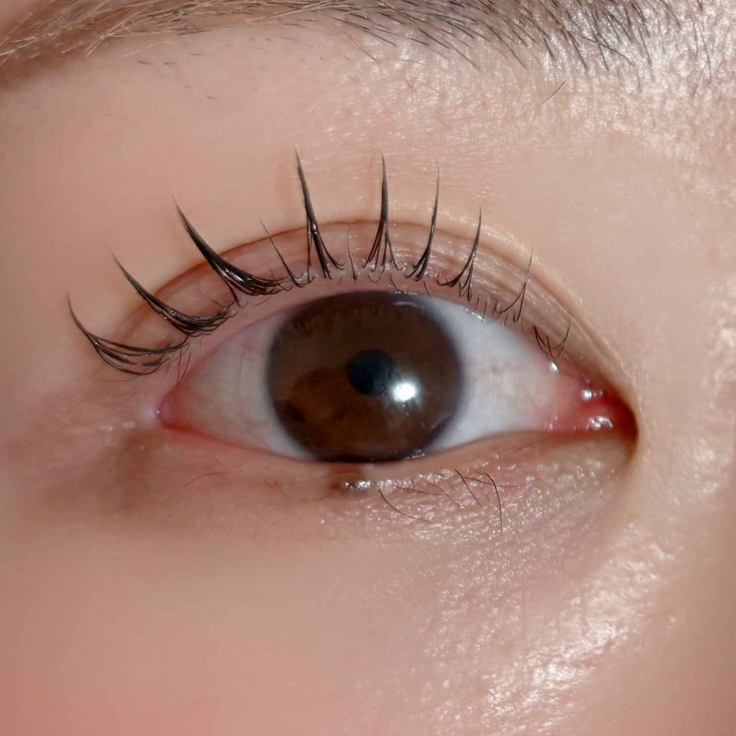 filo_eyelash