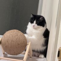 Nie_Nail_miumiu