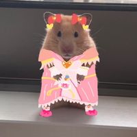 aina_513