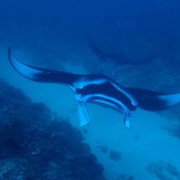rindondon8264