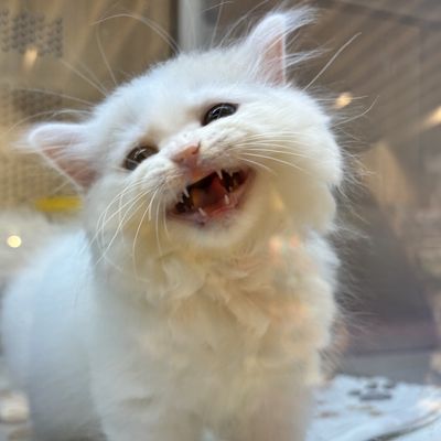 亀裂補強