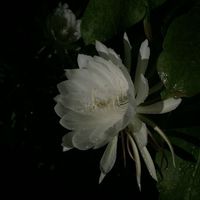 RuuMingyu