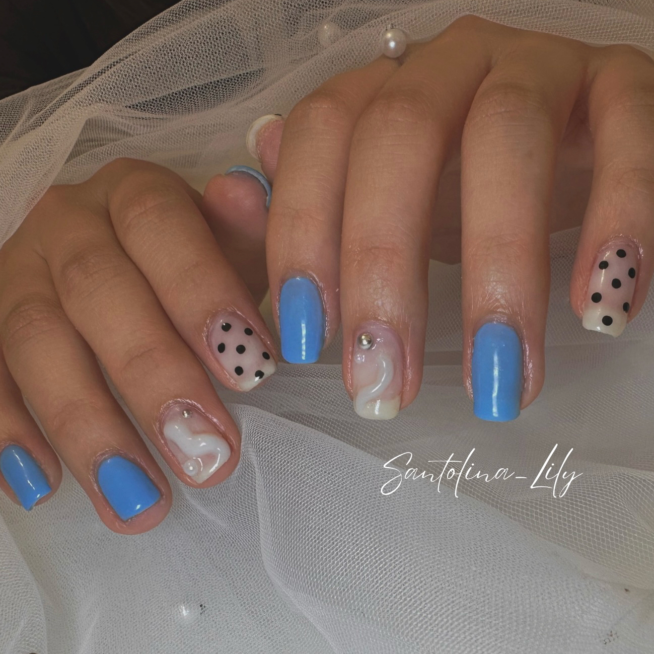 Santolina_Lily