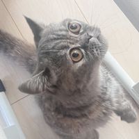 Pochan_cat