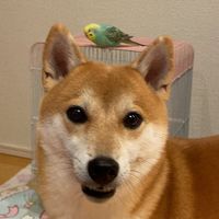 komari.chiro