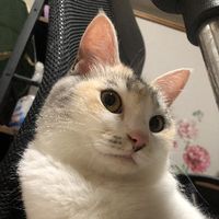 meimeii