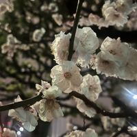 suzumahi09225