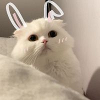 yunyonn