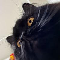 ppCinnamon