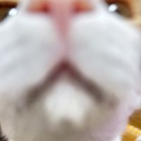 hinako_626