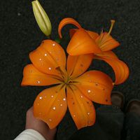 lana_onesly