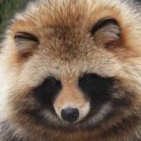 ponpoko_999