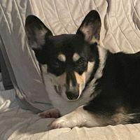 hi8