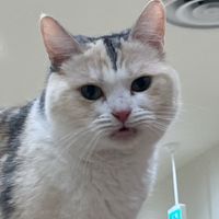 Mromaro