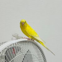 aoout