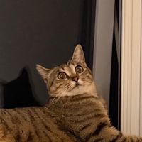 momo_12