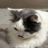 sh_826655