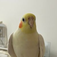 mimo00