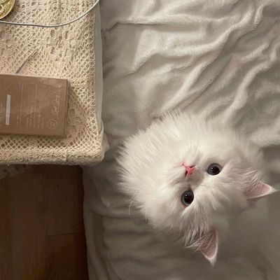 チップ長さだし