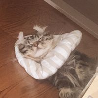 tsukiiiiiiiii