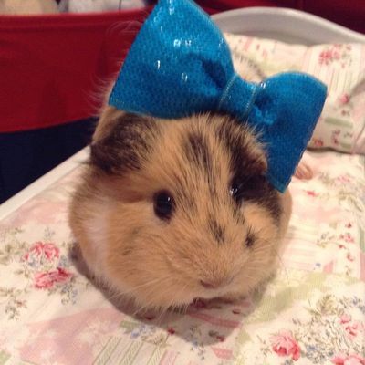 当店オフのみ