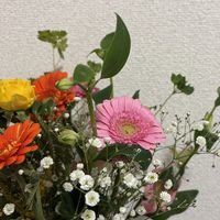 gypsophila896