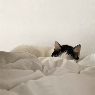 当店【ハンド】オフのみ