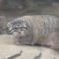 ruwi