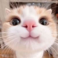 u4nyan.no1_