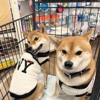 nanacoo_75143