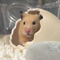 mihochi.chi