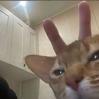 ku_ki.