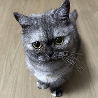 aoisato