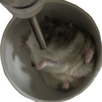 mi_8.